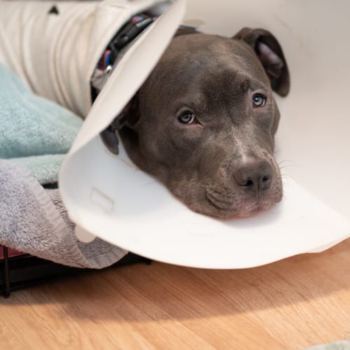 TPLO surgery for dog ACL cruciate injury, Winston-Salem vet