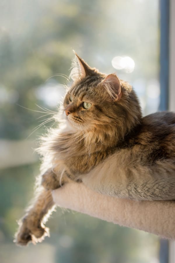 Common cat illnesses, Winston-Salem vet