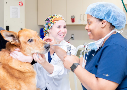 Neurology Service | Carolina Veterinary Specialists | Vet in Winston-Salem | Serving the Winston-Salem