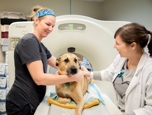 Diagnosis | Carolina Veterinary Specialists | Vet in Winston-Salem | Serving the Winston-Salem