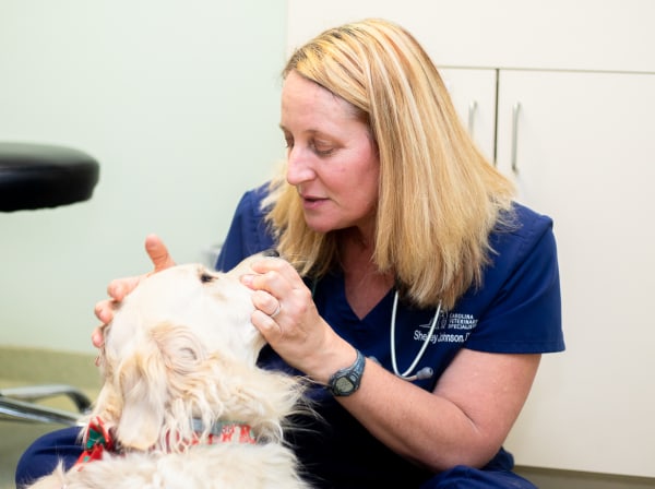 Specialists | Carolina Veterinary Specialists | Winston-Salem Speciality & Emergency Vet