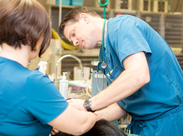 Specialists | Carolina Veterinary Specialists | Winston-Salem Speciality & Emergency Vet