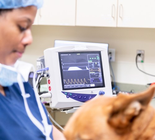 Surgical Service | Carolina Veterinary Specialists | Vet in Winston-Salem | Serving the Winston-Salem