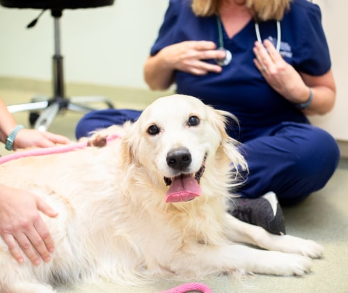 Surgical Service | Carolina Veterinary Specialists | Vet in Winston-Salem | Serving the Winston-Salem